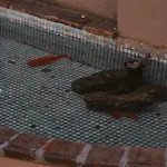 El Rancho فندق 3*